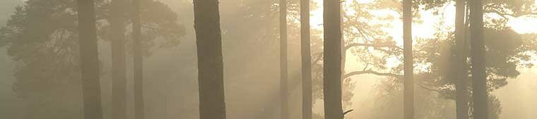 Scottish Highlands, natural forests and woodland