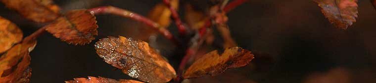 Scottish Highland natural beauty autumn